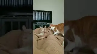Cat TV - Playdate