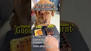 Top 5 Epic Moments of Dogs