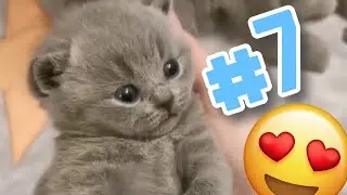 Playful Kittens 🐾 Cute Cat Playdate 2023