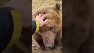 AYIQ! | BEAR! | МЕДВЕДЬ!