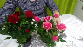 Роза Кордана из магазина. Сохраню до весны и высажу в грунт.