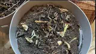 Att väcka dahlia och gladiolus