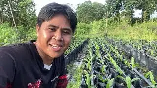 Persemain bibit kelapa sawit varietas Yangambi dan Simalungun 