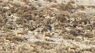 Wyoming Antelope Migration