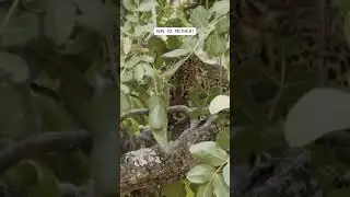animal #sort #popular# funny #video. ..