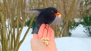 My First Time Ever Hand Feeding a Blackbird [4K]