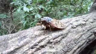 A Japanese cicada (warning: annoying noise)
