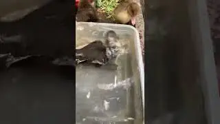 Patitos ba&ntilde;&aacute;ndose ☺️☺️🦆