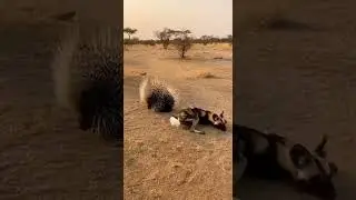 Unexpected Nest Defense: Ostrich Kicks an African Wild Dog Into a Porcupine#Ostrich #Porcupine