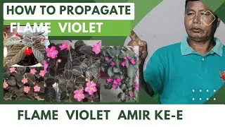 How to  propagate  Flame Violet/ Episcia Cupreata.