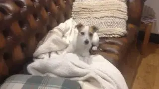 why do dogs love bones so much?