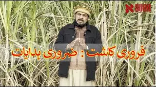 فروری کاشت کا بروقت آغاز کیوں ضروری ہے؟ | نون شوگر ملز کی فیلڈ گائیڈنس کسانوں کے لیے