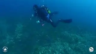 Inmersi&oacute;n Cueva de San Martin del centro de buceo Cabo la Nao