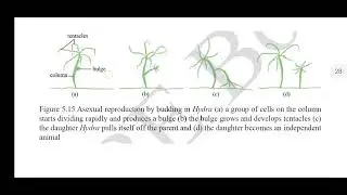 Grade 10 Biology, Chapter 5, 5.1.2 Reproduction in Animals