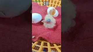 Eggs pigeon baby 1,3,18 & 19 Day Growth Stages 🕊️💞|| #shorts #viral #ytshorts