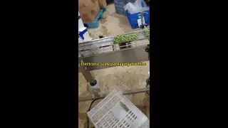 Electronic scale packaging machine + tray box packing machine for green beans 電子秤包裝機+托盒裝盒機包裝青豆