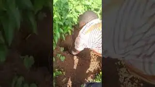 Harvesting Stubborn Tuber from Our Yam Plantation #farming #shortsafrica #agriculture