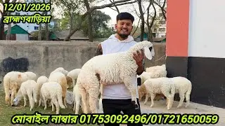 ব্রাহ্মণবাড়িয়া থেকে গাড়ল বিশ্বাসের মাধ্যমে কেনার নিয়ম ও কারণ জানতে যোগাযোগ করুন।🐑🐏
