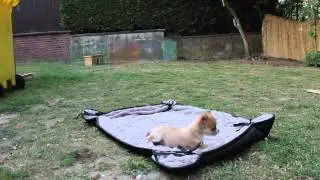 Chihuahuas of Gremlin's castle am 01. Juli 2015, J-Wurfm (Video 2)