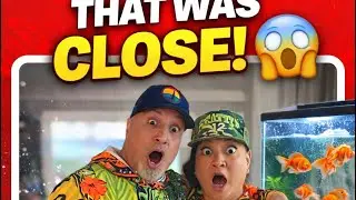 #waterchange with @DaFancyGoldFishFamily #youtubeshorts #ytshorts #yt #fish #aquaticpets 