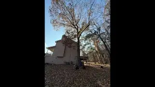Oak tree removal - CUT AND LEAVE