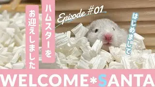 【はじめまして】ハムスターをお迎えした日