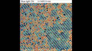 Molecular-scale dynamics of light-induced spin cross-over in a two-dimensional layer