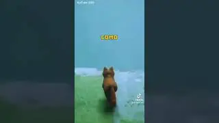 5 MODS LOCOS DE STRAY 😂😹