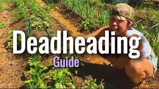 Complete Guide On How To Deadhead Your Flowers