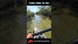 Florida's Natural Fish Tank #fish #fishtank #nature #beauty #floridawildlife #fishing #kayakfishing