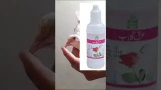 kabootar ki kharab ankhon ka ilaj / pigeon eye infection treatment  #pigeonlover #pigeoneyetreatment