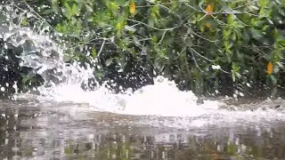 Wildlife in Action: Alligators Feeding on Mullet in the Everglades