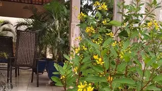 PLANTAS DE PLENO SOL DE F&Aacute;CIL CULTIVO.