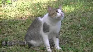 Katerchen sieht Flugzeug nach