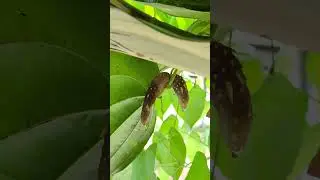 Air potato or air yam or Khamarua #nature #farming #garden #travel #beauty