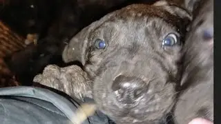 Presa canario 