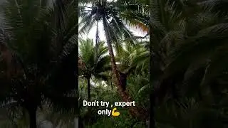 Dangerous falling coconut  💪