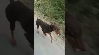 Doberman Dog ✨