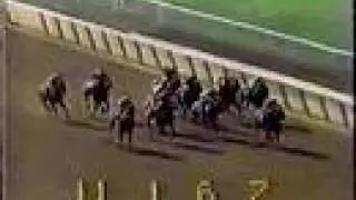 Forego - 1977 Metropolitan Handicap (Handicap Horse Of Year 1974-1977)