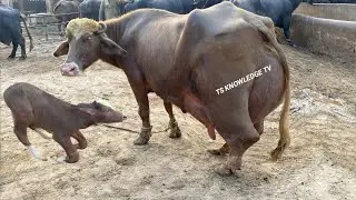 World Biggest Udder Red Buffaloes Haji Shaukat Doggar Sb, Billu Gujjar Sb, Ch. Ashiq Gujjar