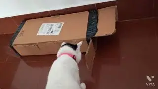 #catvideos #cutecats Cats Investigating
