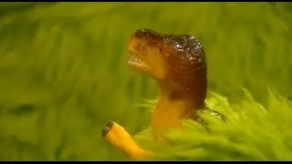 The Hoobs: Dinosaur (2001)