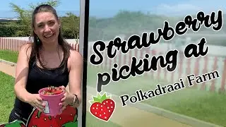 Polkadraai Farm Strawberry Picking | Cape Town South Africa | South African Farms