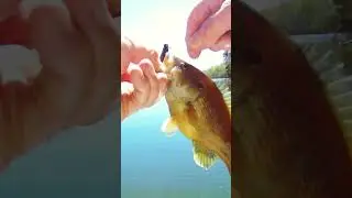 Pot Belly Green Sunfish Caught On A Micro TRD