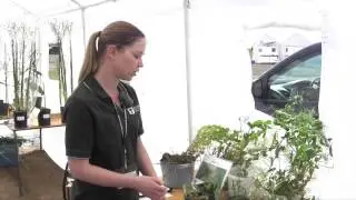 Pulse School - Root Rot & Yellowing in Peas