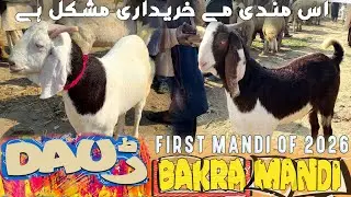 First 2026 Daur Bakra Mandi latest update &hearts;️ I Purchasing Trip l Bismillah Cattle 