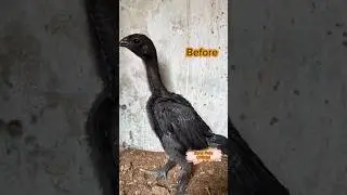 Black Skin Aseel Chick Transformation.🥵🔥 #aseel #chicks #transformation #shortsfeed #viralshorts