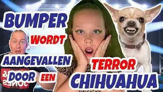 VAYEN TREEDT OP EN BUMPER WORDT AANGEVALLEN DOOR EEN TERROR CHIHUAHUA