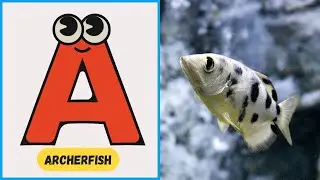 🐟 ABC Sea Animal Song | Fun Alphabet Adventure for Kids | Learn with Fishy Friends! 🎶 | #abcd #kids