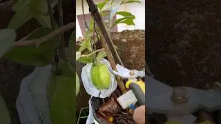 നിറയെ കായ്ക്കുന്ന KG പേര | Guava Farming | Perakka krishi malayalam